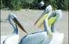 На Білосарайській косі звили гнізда кучеряві пелікани