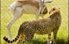 Смелая газель десять минут целуется с гепардом (ФОТО)