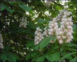 Київські каштани рятуватимуть уколами за 250 гривень