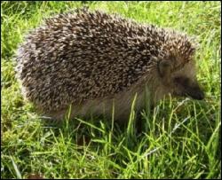 У Польщі відкривають клініку для їжаків