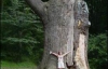  В Киеве началась перепись старейших деревьев