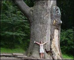  В Киеве началась перепись старейших деревьев