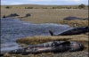 Полсотни китов заблудились в океане и выплыли на берег (ФОТО)