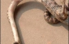 Змея с лапой посреди туловища напугала 66-летнюю китаянку (ФОТО)