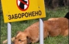Кільчицька обіцяє облаштувати майданчики для вигулу собак