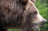 На Прикарпатье медведь разорвал браконьера