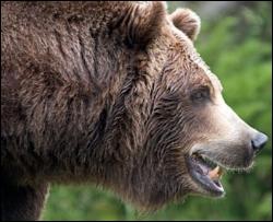На Прикарпатье медведь разорвал браконьера