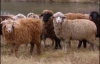 19-летний парень украл у монахинь восемь овец