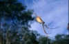 Мільйон павуків сплели золоту тканину за 5 років (ФОТО)