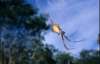 Мільйон павуків сплели золоту тканину за 5 років (ФОТО)