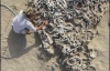 Знайшли святилище з кісток морської тварини