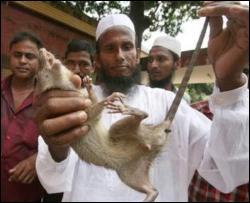 Фермер уничтожил 83 тысяч крыс в Бангладеш