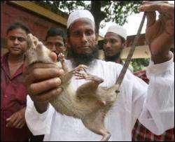 Фермер знищив 83 тисячі щурів у Бангладеш