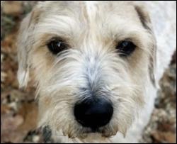 В Черкассах беспризорных собак отравили котлетами 