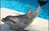 В Киеве требуют закрыть дельфинарий