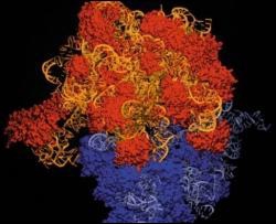 Нобелівську премію з хімії отримали за дослідження рибосом