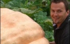 Самая большая тыква весит 447,5 килограмма