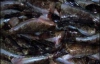Под Днепропетровском валялось 20 тонн мороженой рыбы