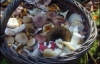 У Кіровограді четверо людей померло від отруєння грибами