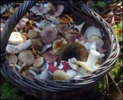 У Кіровограді четверо людей померло від отруєння грибами