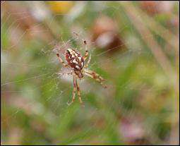 Ентомологи довели, що павук може дотримуватися вегетаріанської дієти