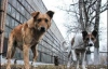 На вулицях Ужгорода покидали напіврозкладені тіла собак 