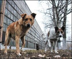 На вулицях Ужгорода покидали напіврозкладені тіла собак