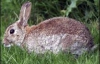 Шведи відстрілюють диких кроликів на біопаливо