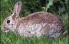 Шведы отстреливают диких кроликов на биотопливо
