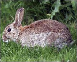 Шведи відстрілюють диких кроликів на біопаливо