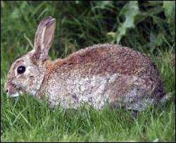 Шведы отстреливают диких кроликов на биотопливо