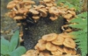 На Херсонщині 8 осіб отруїлися грибами
