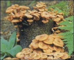 На Херсонщині 8 осіб отруїлися грибами