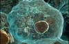 Знайдено безпечний метод отримання стовбурових клітин