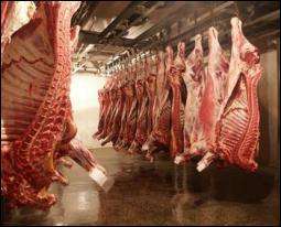 Европейцы будут инспектировать в Украине производство говядины