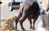 Львица набросилась на буйвола посреди автомобильной пробки (ФОТО)
