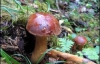 11 детей отравились грибами на в Днепропетровской области
