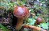11 дітей отруїлися грибами на Дніпропетровщині 