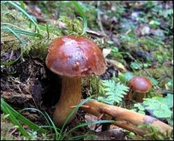 11 детей отравились грибами на в Днепропетровской области