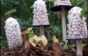 В Днепропетровске запретили продавать грибы