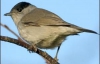 Птахи змінюють температуру тіла  для тривалого перельоту