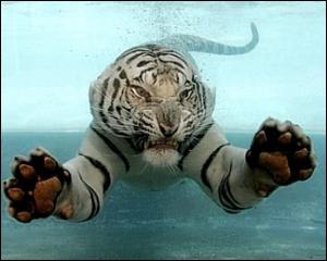 У світі залишилося 4 тисячі тигрів