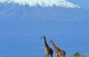 Килиманджаро лишится величественного ледникового щита