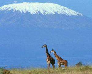 Килиманджаро лишится величественного ледникового щита