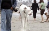 Самый высокий в мире пес страдает эпилепсией (ФОТО)