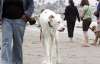 Самый высокий в мире пес страдает эпилепсией (ФОТО)