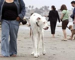 Найвищий у світі собака страждає на епілепсію (ФОТО)