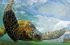 Зеленые черепахи обедают за тысячу километров от дома