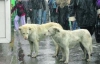 У Києві почали заробляти на безпритульних собаках
