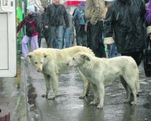 В Киеве начали зарабатывать на беспризорных собаках   